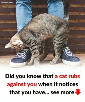 Behavior: My cat is rubbing and scratching against me… What does it mean?