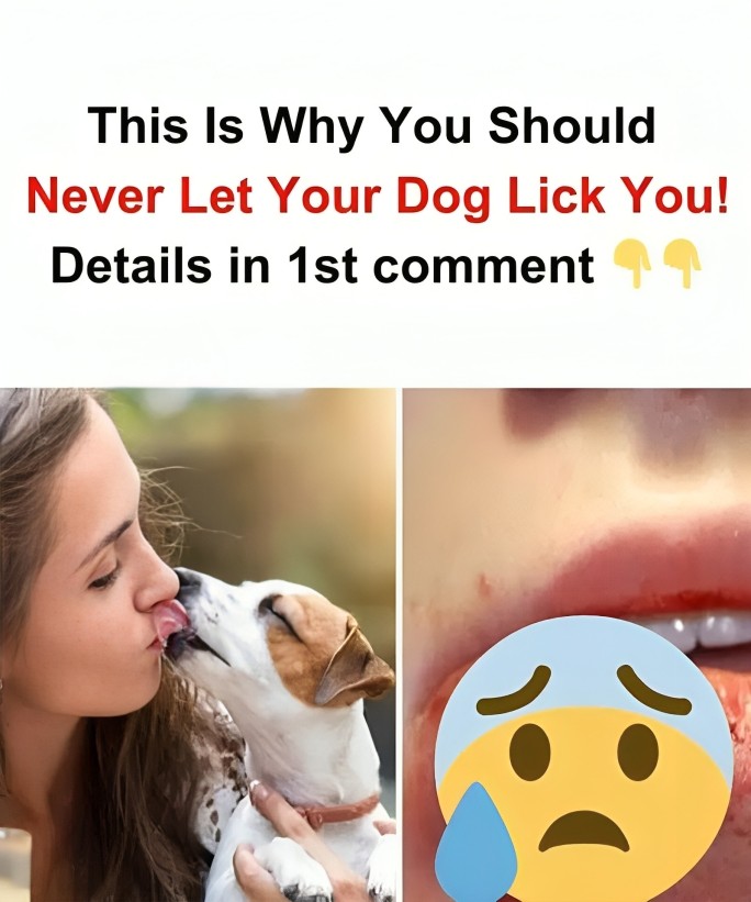 Your Dog Licks You Out of Affection, But This Can Be a Dan:ger for Your Health.