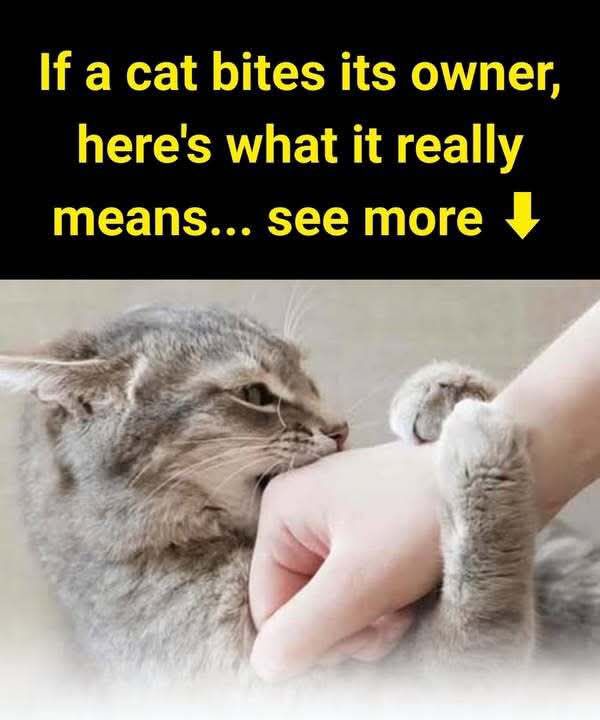 Is Your Cat Nibbling You? Here’s What It Means