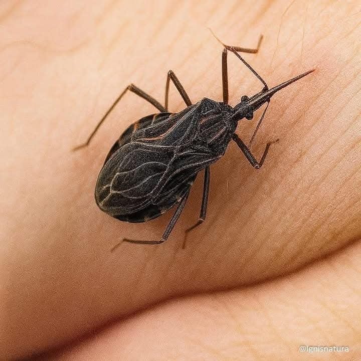 āϝāĻĻāĻŋ āĻāĻĒāύāĻŋ āĻāĻĒāύāĻžāϰ āĻŦāĻžāĻĄāĻŧāĻŋāϤ⧠āĻāĻ āĻĒā§āϰāĻžāĻŖā§āĻāĻŋ āĻā§āĻāĻā§ āĻĒāĻžāύ, āϤāĻžāĻšāϞ⧠āĻāϰ āĻāĻāĻāĻŋ āĻŦāĻŋāĻļā§āώ āĻ
āϰā§āĻĨ āϰāϝāĻŧā§āĻā§āĨ¤